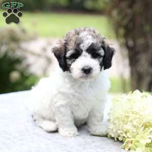 Remi, Bich-Poo Puppy